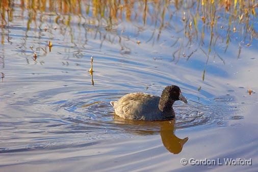 Swimming Coot_73561.jpg - American Coot (Fulica americana) photographed in the Bosque del Apache National Wildlife Refuge near San Antonio, New Mexico, USA. 